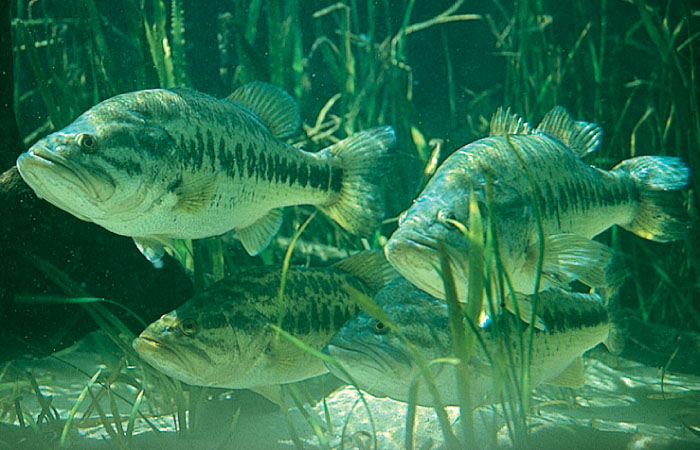 We won't be doing the fishing, butmy mother in law and her husband are in town to follow the FLW Outdoors Forrest Wood Cup bass tournament this weekend. I don't know who Forrest Wood is.