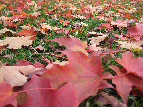 4048922610_6d4303c8a6