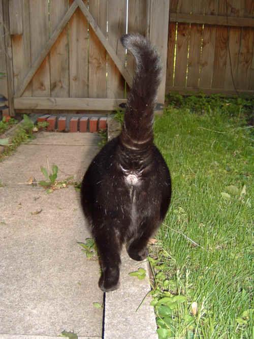 cat butt