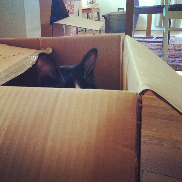 box ears